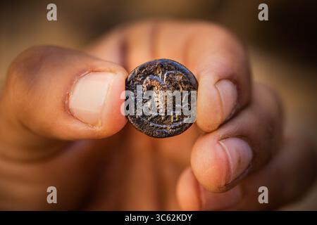 7 maggio 2020, Gerusalemme, Israele: L'Israel Antiquities Authority presenta una rara moneta di bronzo del periodo della rivolta di Bar Kokhba, intorno al 132 d.C., scoperta negli scavi archeologici nel Parco Archeologico di William Davidson sotto il Monte del Tempio. Una faccia della moneta è decorata con un ammasso di uva e l'iscrizione â€˜anno due della libertà di Israelâ ™ e l'altra presenta una palma e l'iscrizione â€˜Jerusalemâ€™, l'unica moneta dell'era della rivolta di Bar Kokhba trovata nella zona in cui˜Jerusalemâ appare la parola â€€™. (Immagine di credito: © Koby Harati/città di David via ZUMA Foto Stock