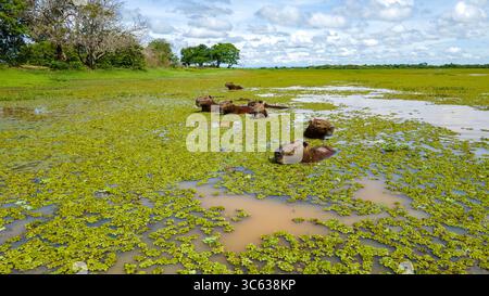Un tranquillo paesaggio con bestiame che pascolano in una lussureggiante zona umida verde a Casanare, Colombia, che mette in mostra la bellezza della natura. Foto Stock