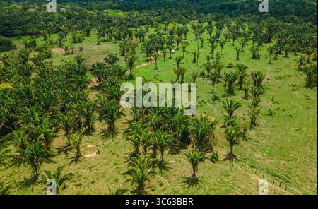 Vivace scena aerea che mostra un vasto palmeto a Casanare, Colombia, che illustra la bellezza della natura tropicale. Foto Stock