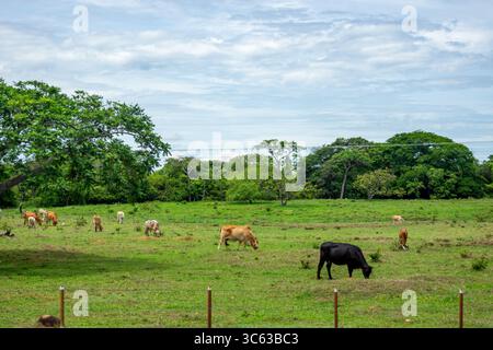 Un tranquillo paesaggio caratterizzato da pascolo di bestiame in lussureggianti campi verdi circondati da alberi a Casanare, Colombia. Foto Stock