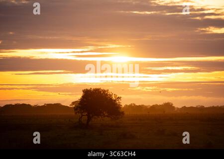 Un tranquillo tramonto a Casanare, Colombia, caratterizzato da un albero solitario stagliato contro un cielo vibrante. Foto Stock