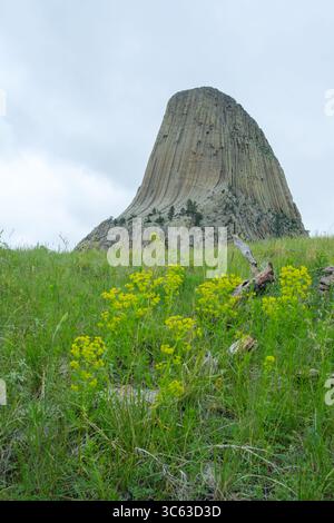 La Devils Tower sorge sopra la prateria del Wyoming in un giorno di primavera nuvoloso, con le sue impressionanti colonne vulcaniche incorniciate da verde fresco e cieli spettacolari. Foto Stock
