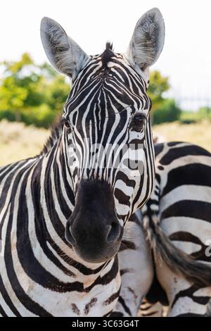 Primo piano di una zebra nell'habitat naturale con chiare strisce bianche e nere, fotografata alla luce del giorno durante un safari naturalistico in Africa. Foto Stock