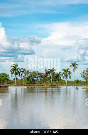 Tranquillo paesaggio caratterizzato da un tranquillo lago circondato da lussureggianti palme sotto un cielo blu a Casanare, Colombia. Foto Stock