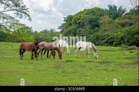 Cinque cavalli che pascolano su una lussureggiante erba verde nel paesaggio panoramico di Casanare, Colombia, circondato da una natura vibrante. Foto Stock