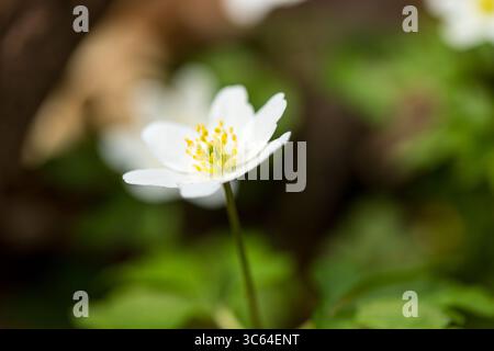 Delicato fiore bianco Anemone (Anemone nemorosa) con un centro giallo vibrante, primavera nella foresta, Vindum skov in Danimarca Foto Stock