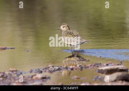 Golden Plover in una piscina sulle Shetlands in Scozia Foto Stock