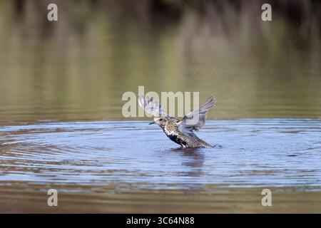 Golden Plover in una piscina sulle Shetlands in Scozia Foto Stock