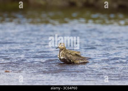 Golden Plover in una piscina sulle Shetlands in Scozia Foto Stock