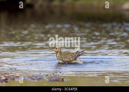 Golden Plover in una piscina sulle Shetlands in Scozia Foto Stock