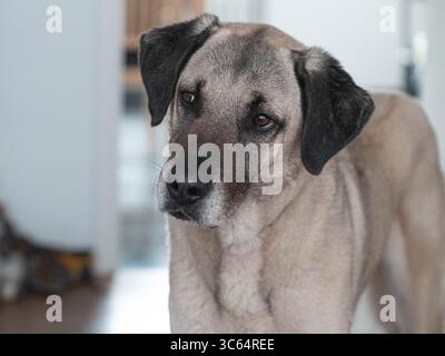 Ritratto di un bellissimo mix Kangal in alta qualità Foto Stock