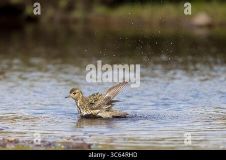 Golden Plover in una piscina sulle Shetlands in Scozia Foto Stock
