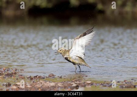Golden Plover in una piscina sulle Shetlands in Scozia Foto Stock
