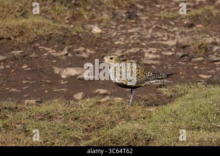 Golden Plover in una piscina sulle Shetlands in Scozia Foto Stock