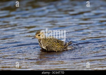 Golden Plover in una piscina sulle Shetlands in Scozia Foto Stock
