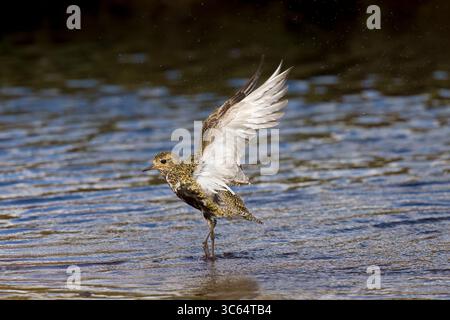 Golden Plover in una piscina sulle Shetlands in Scozia Foto Stock
