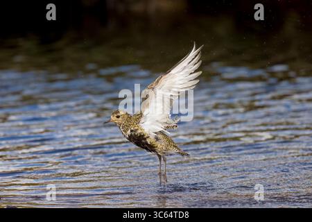 Golden Plover in una piscina sulle Shetlands in Scozia Foto Stock