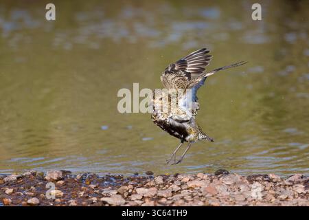 Golden Plover in una piscina sulle Shetlands in Scozia Foto Stock