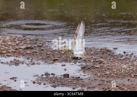 Golden Plover in una piscina sulle Shetlands in Scozia Foto Stock