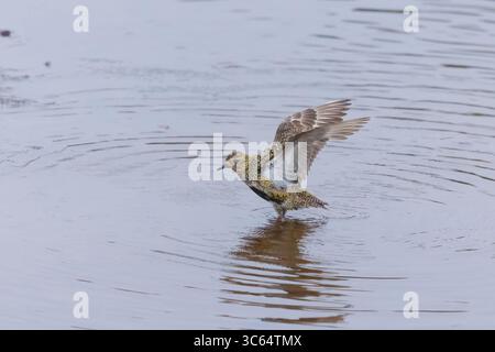 Golden Plover in una piscina sulle Shetlands in Scozia Foto Stock