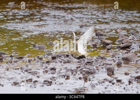 Golden Plover in una piscina sulle Shetlands in Scozia Foto Stock