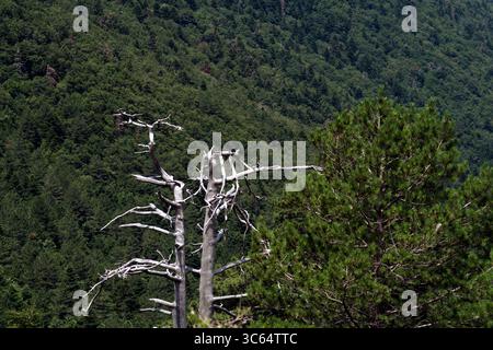Vista degli alberi e della vegetazione lungo la strada del Llogara passo tra Valona e Dhermi Foto Stock