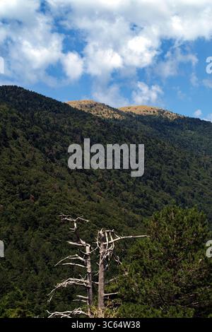 Vista degli alberi e della vegetazione lungo la strada del Llogara passo tra Valona e Dhermi Foto Stock
