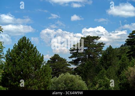 Vista degli alberi e della vegetazione lungo la strada del Llogara passo tra Valona e Dhermi Foto Stock