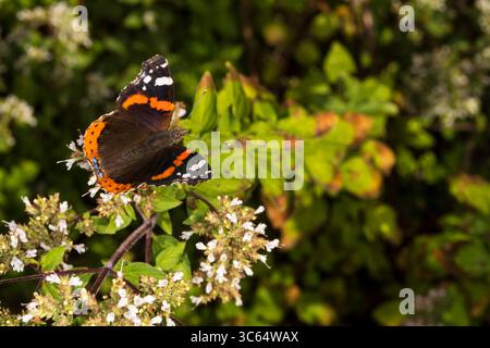 Farfalla rossa ammiraglio, Vanessa atalanta. Foto Stock