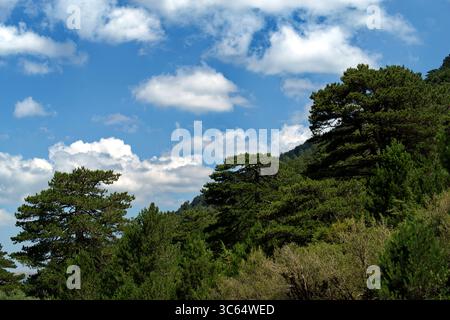Vista degli alberi e della vegetazione lungo la strada del Llogara passo tra Valona e Dhermi Foto Stock
