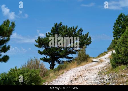 Vista degli alberi e della vegetazione lungo la strada del Llogara passo tra Valona e Dhermi Foto Stock
