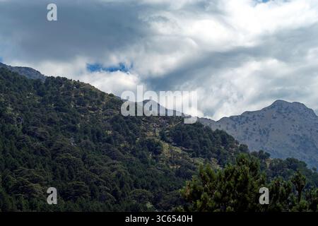 Vista degli alberi e della vegetazione lungo la strada del Llogara passo tra Valona e Dhermi Foto Stock