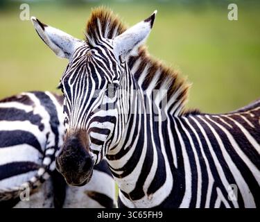 Vista delle sorprendenti strisce bianche e nere di una zebra che contrastano con il verde tenue della savana, i suoi occhi vigili catturano l'essenza della fauna selvatica, Nairobi, Nairobi County, Kenya. Foto Stock