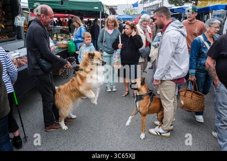 Due cani si confrontano al mercato settimanale, Erquy, Bretagna, Francia Foto Stock