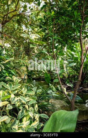 Barbican Conservatory London Tropical Plants Brutalism Foto Stock