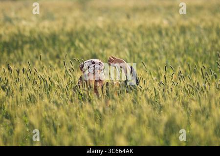 Dhangadhi, Nepal - 3 giugno 2023: Vista di una persona immersa in un mare di grano dorato, dove la luce calda balla attraverso il campo ondeggiante, accentuando le texture del raccolto in fase di maturazione. Foto Stock