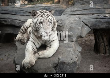 Una rara tigre bianca che riposa graziosamente su una sporgenza rocciosa Foto Stock