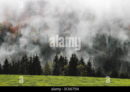 Vista di una fitta foresta di alberi sempreverdi e di sempreverdi avvolti dalla nebbia che si innalzano nel cielo da un vibrante prato verde, Volgau, Austria. Foto Stock