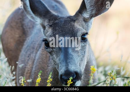 Rilassato Mule Deer mangiare Deer Weed al Rocky Peak Park vicino a Simi Valley, California. Foto Stock