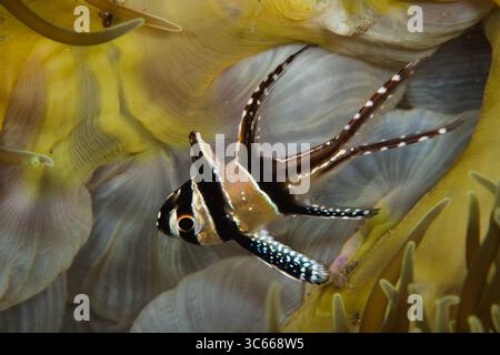 Vista di un affascinante cardinalfish di Banggai, con le sue impressionanti strisce bianche e nere, che nuotano in mezzo al morbido e fluente abbraccio di un vivace anemone, Pemuteran, Bali, Indonesia. Foto Stock