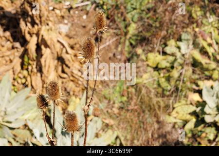 piante secche di tè in natura, profondità di campo bassa Foto Stock