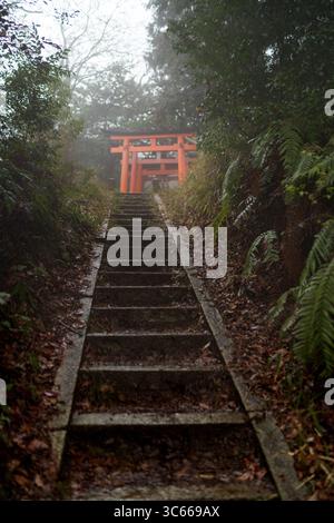 Vista dei ripidi gradini di pietra che salgono attraverso una foresta nebbiosa e verdeggiante verso una vibrante porta arancione torii a Kyoto, Kyoto, Giappone. Foto Stock