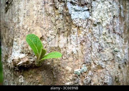 Un colpo di teak sul tronco di teak, Tectona grandis. Foto Stock