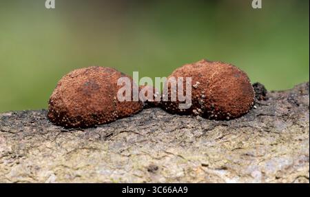 Il faggio Woodwart - Hypoxylon fragiforme Foto Stock