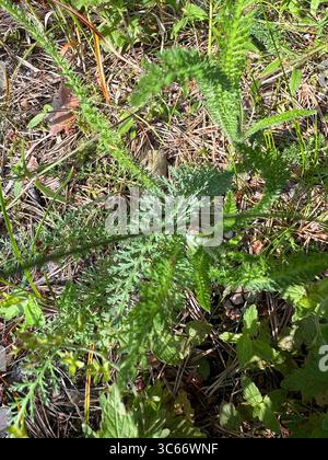 Primo piano di nobili yarrow e erbe forestali con copertura naturale del terreno a Preila, Lituania. La luce del mattino evidenzia le texture verdi Foto Stock