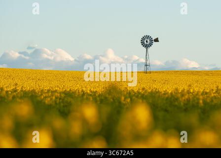 Vista di un mulino a vento d'epoca che si erge su un vibrante campo di canola dorato sotto un cielo sereno, baciato da soffici nuvole, Wheatbelt, Australia Occidentale, Australia. Foto Stock