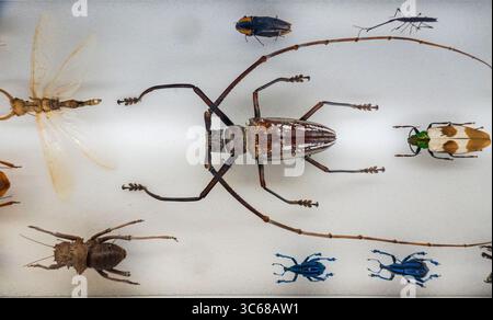 Museo reale dell'Ontario al Queens Park di Toronto, Canada Foto Stock