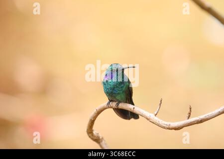 Violetear minore - Colibri cianotus Foto Stock