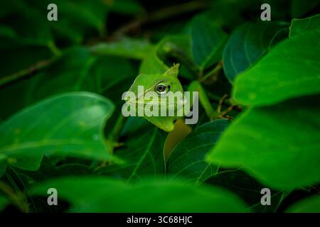 Una lucertola della foresta di manni (Bronchocela jubata) tra arbusti verdi vicino a Ubud, Bali, Indonesia Foto Stock