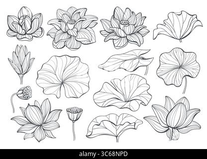 Elementi lineari di loto. Fiancheggia fiori e foglie, viste diverse, piante decorative in fiore, splendide parti botaniche, tradizionale contorno floreale asiatico Illustrazione Vettoriale